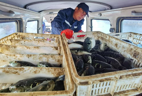 河北灤南 工廠化水產養殖助力產業轉型與農民增收